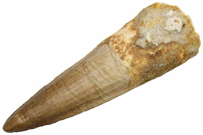 Fossil Spinosaurus Tooth - Beautiful Enamel and Tip #225501